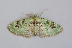 Chloroclystis v-ata - V-Pug, Woodside Nurseries, Austerfield.