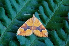 Cidaria fulvata - Barred Yellow, Woodside Nurseries, Austerfield.