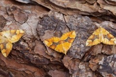 Cidaria fulvata - Barred Yellow, Woodside Nurseries, Austerfield.