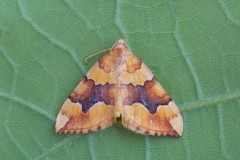 Cidaria fulvata - Barred Yellow, Woodside Nurseries, Austerfield.