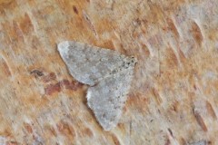 Colostygia multistrigaria - Motled Grey, Woodside Nurseries, Austerfield.