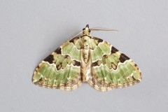 Colostygia pectinataria - Green Carpet, Woodside Nurseries, Austerfield.