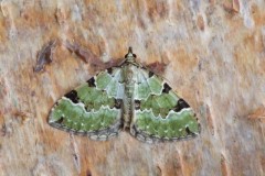 Colostygia pectinataria - Green Carpet, Woodside Nurseries, Austerfield.