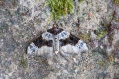 Cosmorhoe ocellata - Purple Bar, Woodside Nurseries, Austerfield.