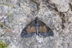 Dysstroma truncata - Common Marbled Carpet, Woodside Nurseries, Austerfield.