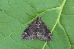 Dysstroma truncata - Common Marbled Carpet, Woodside Nurseries, Austerfield.