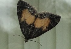 Dysstroma truncate - Common Marbled Carpet, Cusworth Lane, Doncaster