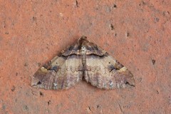 Earophila badiata - Shoulder Stripe, Woodside Nurseries, Austerfield.