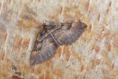 Earophila badiata - Shoulder Stripe, Woodside Nurseries, Austerfield.