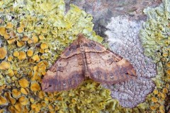 Earophila badiata - Shoulder Stripe, Woodside Nurseries, Austerfield.