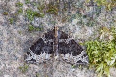 Ecliptopera silaceata - Small Phoenix, Woodside Nurseries, Austerfield.