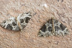 Ecliptopera silaceata - Small Phoenix, Woodside Nurseries, Austerfield.