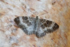 Epirrhoe alternata - Common Carpet, Woodside Nurseries, Austerfield.