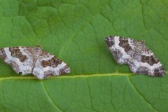 Epirrhoe rivata - Wood Carpet, Woodside Nurseries, Austerfield.