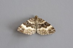 Epirrhoe rivata - Wood Carpet, Woodside Nurseries, Austerfield.