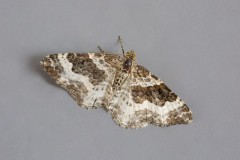 Epirrhoe rivata - Wood Carpet, Woodside Nurseries, Austerfield.