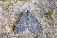 Epirrita dilutata agg - November Moth agg, Woodside Nurseries, Austerfield.