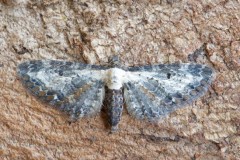 Epithelia succenturiata - Bordered Pug, Woodside Nurseries, Austerfield.