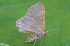 Euchoeca nebula - Dingy Shell, Woodside Nurseries, Austerfield.