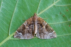 Eulithis prunata - The Phoenix, Woodside Nurseries, Austerfield.