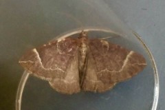 Eulithis testata - Chevron, Woodside Nurseries, Austerfield.