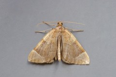 Eulithis testata - Chevron, Woodside Nurseries, Austerfield.