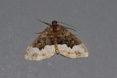 Euphyia biangulata - Cloaked Carpet, Woodside Nurseries, Austerfield.