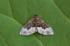 Euphyia biangulata - Cloaked Carpet, Woodside Nurseries, Austerfield.