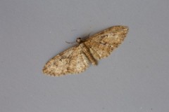 Eupithecia abbreviata - Brindled Pug, Woodside Nurseries, Austerfield.