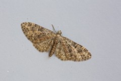 Eupithecia abbreviata - Brindled Pug, Woodside Nurseries, Austerfield.