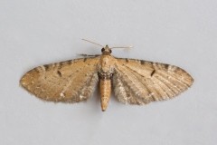 Eupithecia absinthiata - Wormwood Pug, Woodside Nurseries, Austerfield.