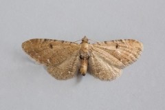 Eupithecia absinthiata - Wormwood Pug, Woodside Nurseries, Austerfield.