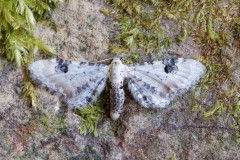 Eupithecia centaureata - Lime-speck Pug, Woodside Nurseries, Austerfield