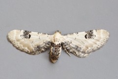 Eupithecia centaureata - Lime-speck Pug, Woodside Nurseries, Austerfield.