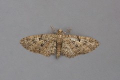 Eupithecia dodoneata - Oak-tree Pug, Austerfield.