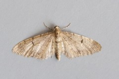 Eupithecia indigata - Ochreous Pug, Woodside Nurseries, Austerfield.