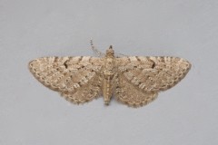 Eupithecia intricata - Freyer’s Pug, Woodside Nurseries, Austerfield.