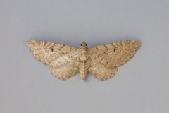 Eupithecia intricata - Freyer’s Pug, Woodside Nurseries, Austerfield.