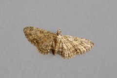 Eupithecia inturbata - Maple Pug, Woodside Nurseries, Austerfield.