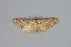 Eupithecia inturbata - Maple Pug, Woodside Nurseries, Austerfield.