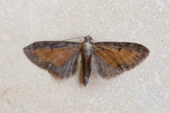 Eupithecia iterate - Tawny Speckled Pug, Woodside Nurseries, Austerfield.