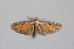 Eupithecia iterate - Tawny Speckled Pug, Woodside Nurseries, Austerfield.