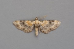 Eupithecia linariata - Toadflax Pug, Woodside Nurseries, Austerfield.