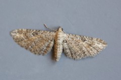 Eupithecia millefoliata - Yarrow Pug, Woodside Nurseries, Austerfield.