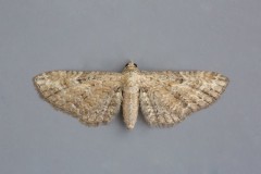 Eupithecia millefoliata - Yarrow Pug, Woodside Nurseries, Austerfield.