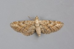 Eupithecia millefoliata - Yarrow Pug, Woodside Nurseries, Austerfield.