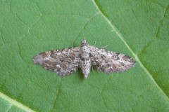 Eupithecia nanata - Narrow-winged Pug, Woodside Nurseries, Austerfield.