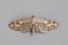 Eupithecia nanata - Narrow-winged Pug, Woodside Nurseries, Austerfield.