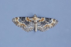 Eupithecia pulchellata - Foxglove Pug, Woodside Nurseries, Austerfield.