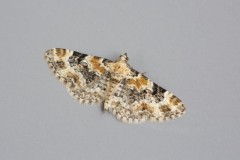 Eupithecia pulchellata - Foxglove Pug, Woodside Nurseries, Austerfield.